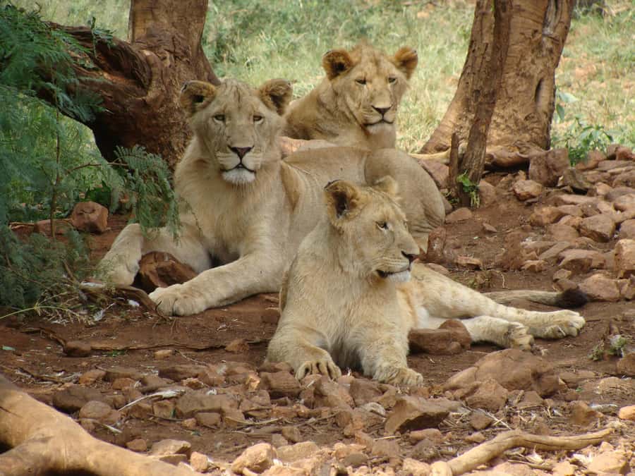 Pilanesberg: Full-Day Safari Adventure from Johannesburg - Guides and driving make a real difference