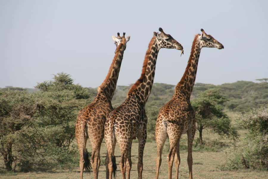 Pilanesberg: Full-Day Safari Adventure from Johannesburg - Pilanesberg’s volcanic crater gives the safari character