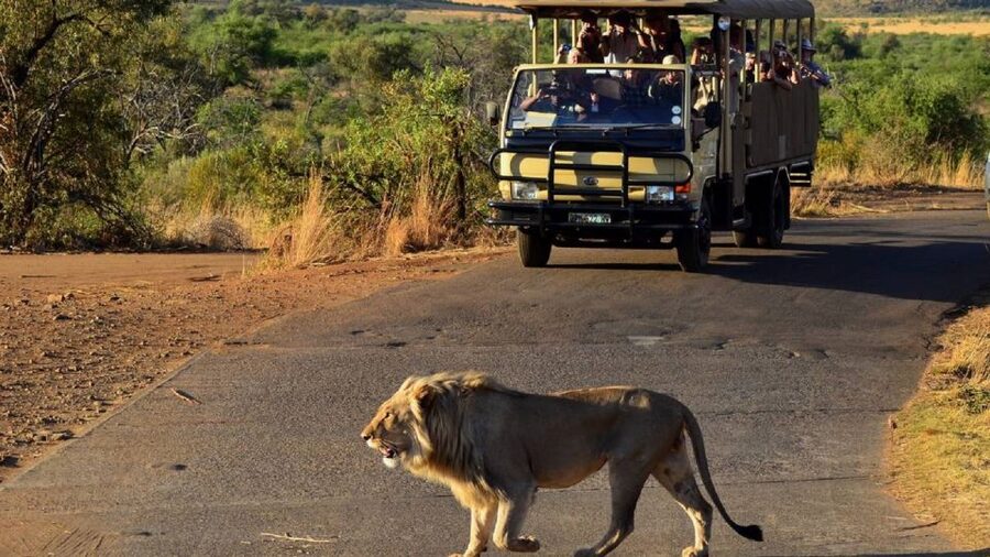Pilanesberg Full-Day Shared Safari with Sun City Visit - Why this Pilanesberg and Sun City pairing works