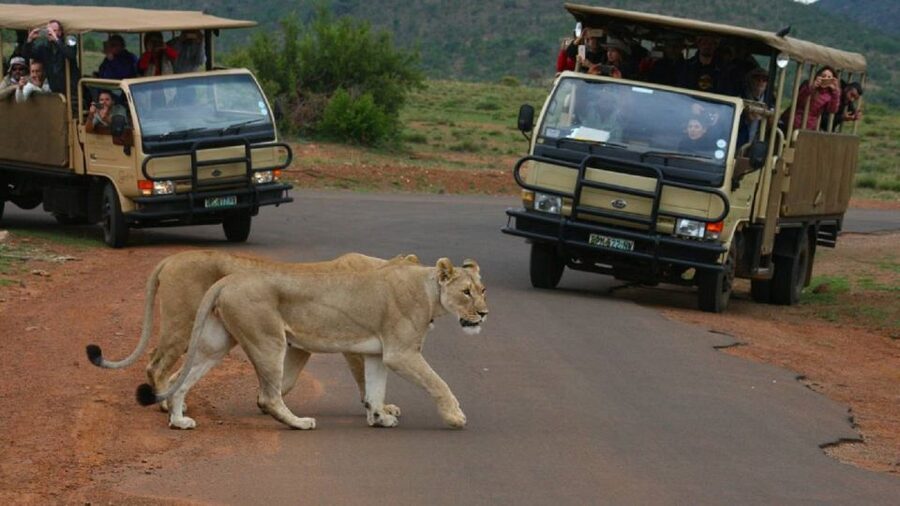 Pilanesberg Full-Day Shared Safari with Sun City Visit - The morning 4x4 drive through Pilanesberg