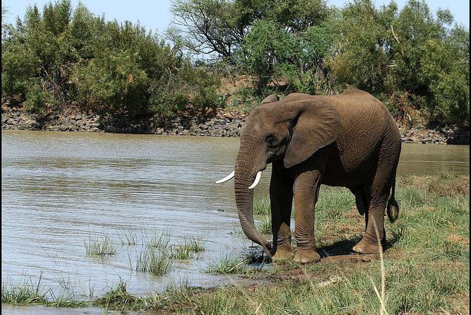 Pilanesberg Game Reserve 6 Hour Sunrise Safari from Johannesburg or Pretoria - Guides who shape the wildlife experience