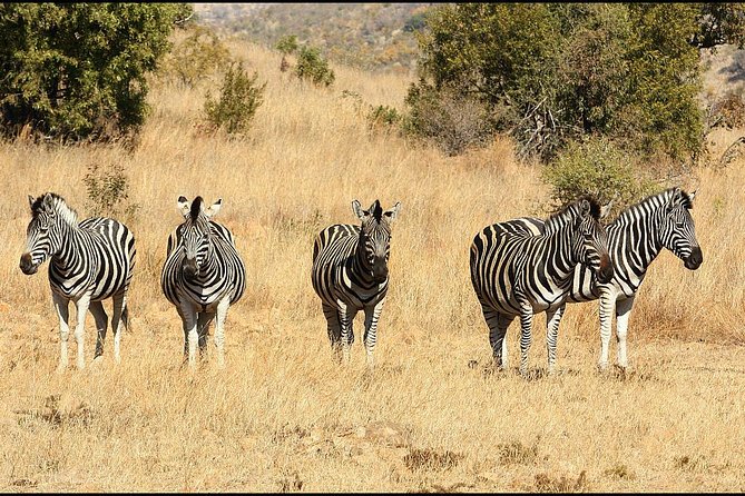 Pilanesberg Game Reserve 6 Hour Sunrise Safari from Johannesburg or Pretoria - Bakubung Bush Lodge and the midday meal