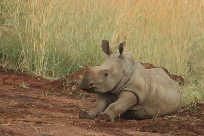 Pilanesberg Game Reserve 6 Hour Sunrise Safari from Johannesburg or Pretoria - Passing the Magaliesberg mountains