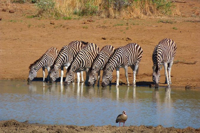 Pilanesberg Game Reserve 6 Hour Sunrise Safari from Johannesburg or Pretoria - The 4:00 am pickup and long road day