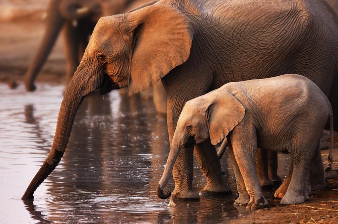 Pilanesberg Game Reserve Safari and Sun City Day Trip from Johannesburg - The early pickup and ride north