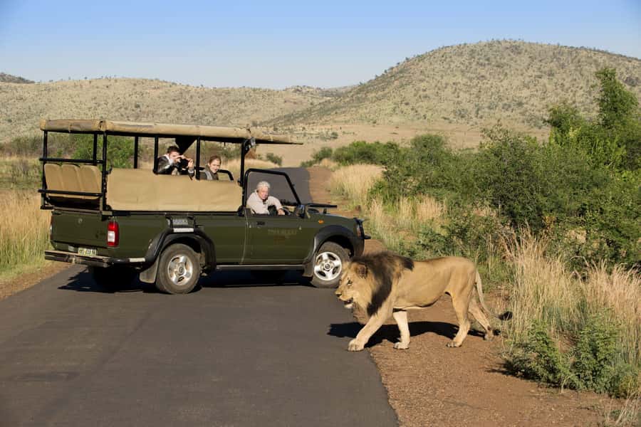 Pilanesberg Morning or Afternoon 3 Hour Game Drive - Should you book the Pilanesberg game drive?