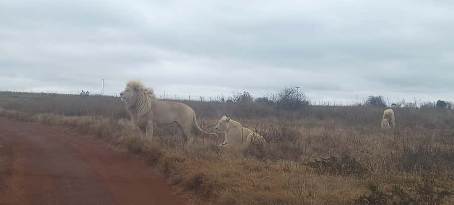Pilanesberg National Park - Key points to know before you book