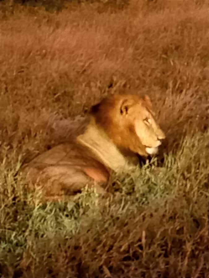 Pilanesberg National Park - Why Pilanesberg works for a Johannesburg safari