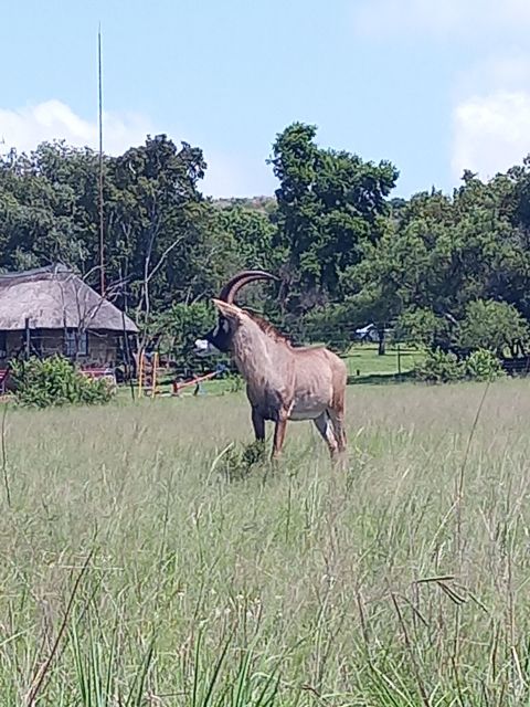 Pilanesberg National Park - Six hours of wildlife viewing