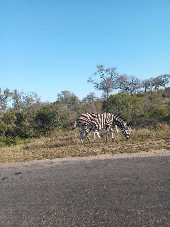Pilanesberg National Park - The lunch stop and the cost of lost time