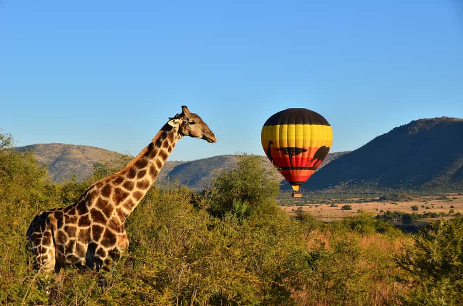 Pilanesberg National Park/Sun City Hot Air Balloon Safari - Why a balloon is a fine way to see Pilanesberg