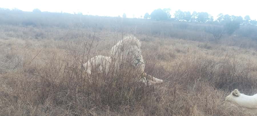 Pilanesberg National Park - The early pickup from Sandton
