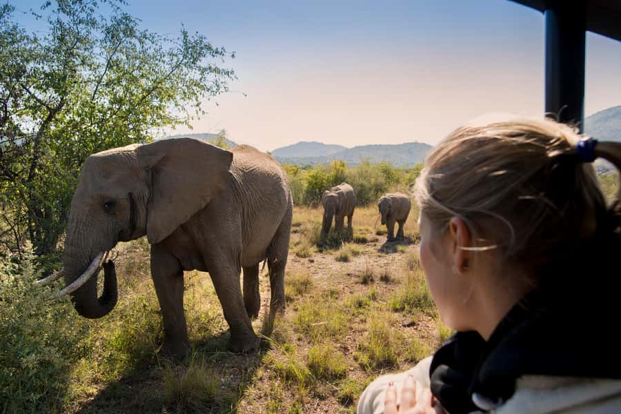 Pilanesberg: Two-Day Camping Adventure from Johannesburg - Why Pilanesberg works for a short safari
