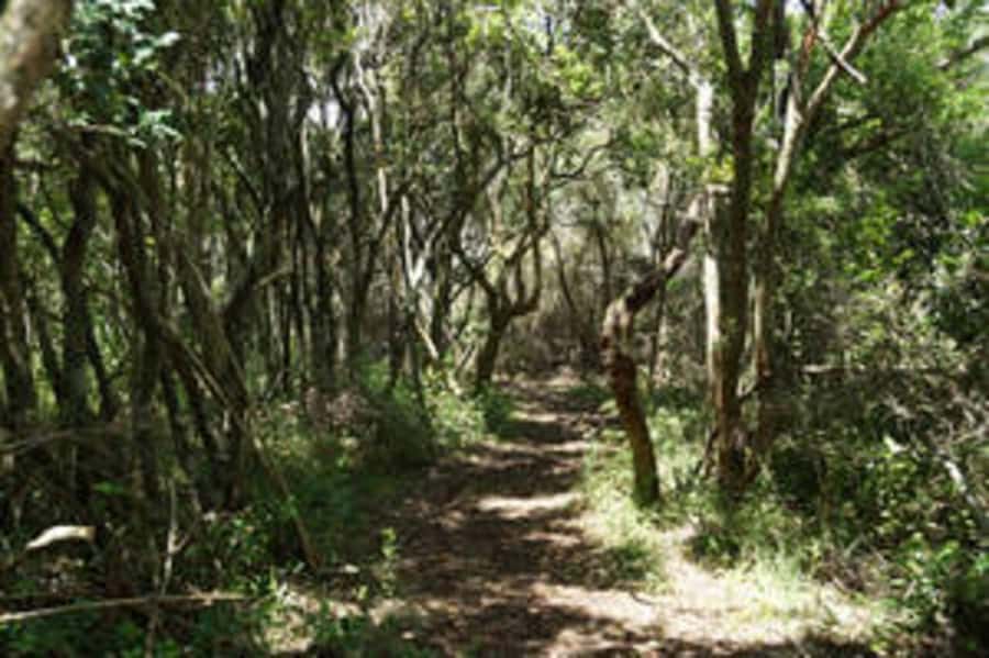 Plettenberg: 2-Hour Zipline Tour - The first platform and the safety lesson