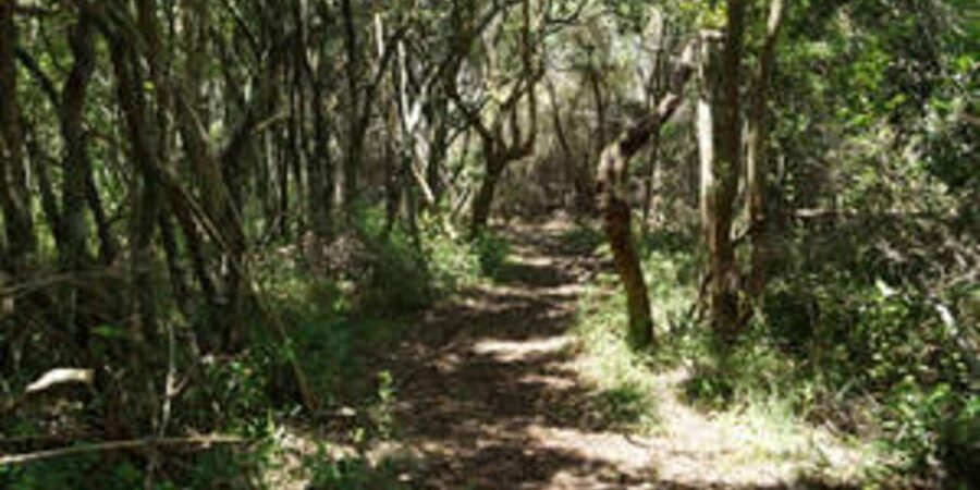Plettenberg: 2-Hour Zipline Tour - A small-group outing with an eco-friendly aim