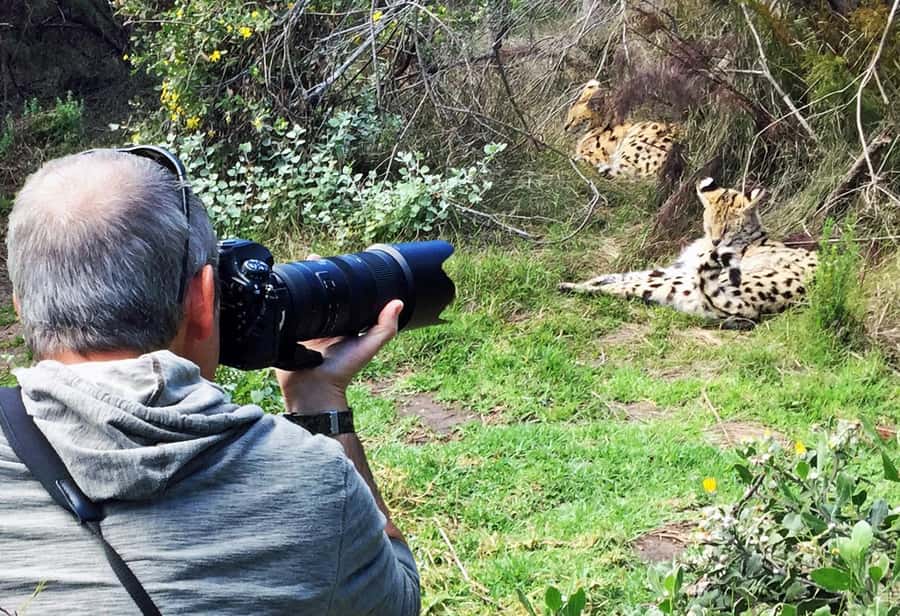 Plettenberg Bay: Cats in Conservation Full Day Tour - A walk through the Tsitsikamma forest