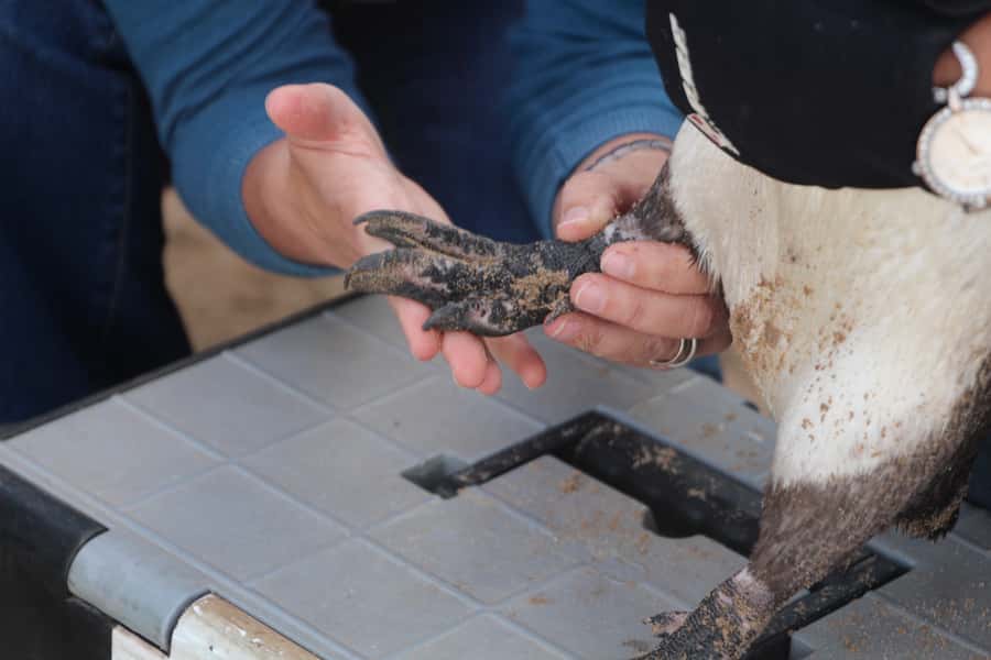 Plettenberg Bay: Cats in Conservation Full Day Tour - Preparing food and watching the feedings