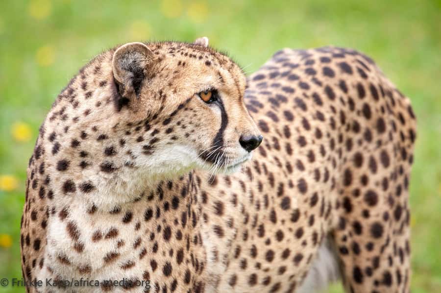 Plettenberg Bay: Cats in Conservation Full Day Tour - What the $104 price covers