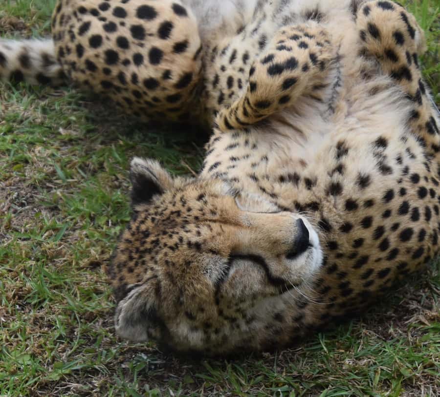 Plettenberg Bay: Cats in Conservation Full Day Tour - Should you book the Cats in Conservation Tour?