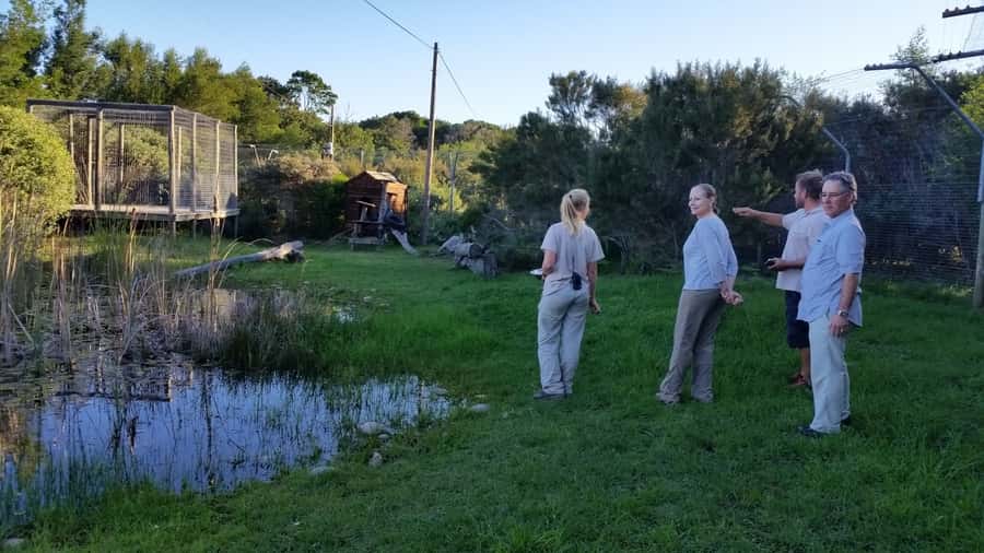 Plettenberg Bay: Cats in Conservation Full Day Tour - Seeing South Africa’s indigenous wild cats