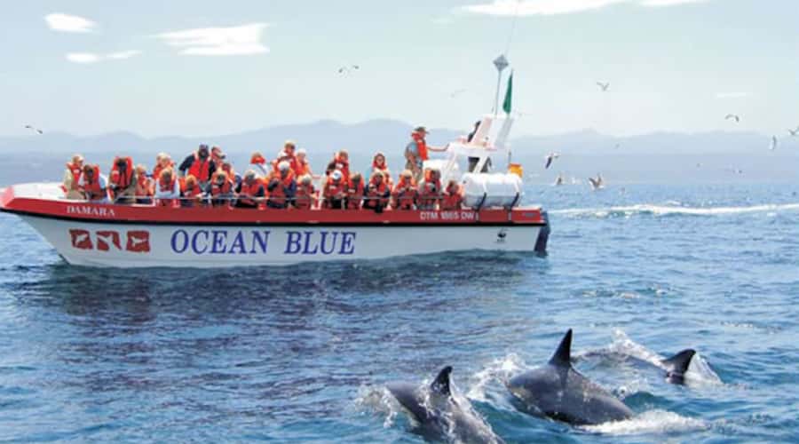 Plettenberg Bay: Dolphin and Marine Boat Tour - Key points to know before booking