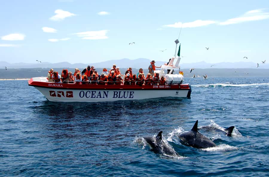 Plettenberg Bay: Dolphin and Marine Boat Tour - Setting out from Ocean Blue Adventures