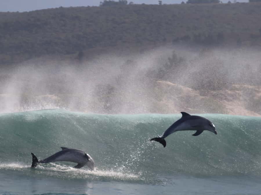 Plettenberg Bay: Dolphin and Marine Boat Tour - Crossing the bay toward Robberg Peninsula