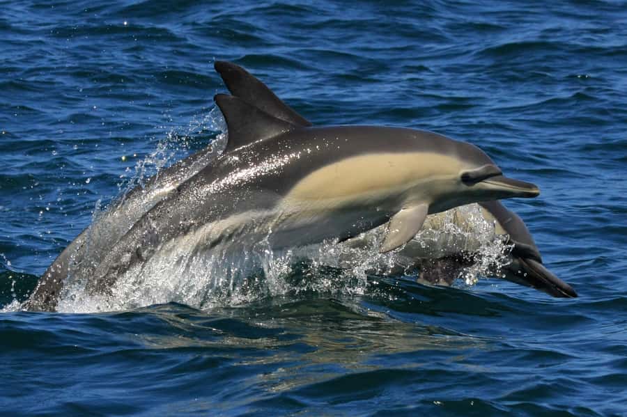 Plettenberg Bay: Dolphin and Marine Boat Tour - Robberg’s wild side and unusual geology