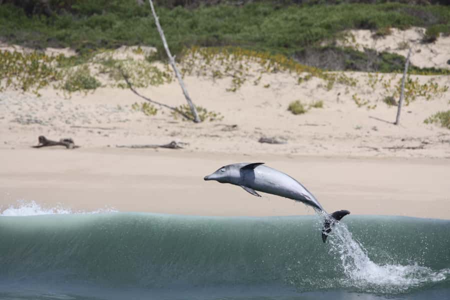 Plettenberg Bay: Dolphin and Marine Boat Tour - The return along Robberg Beach