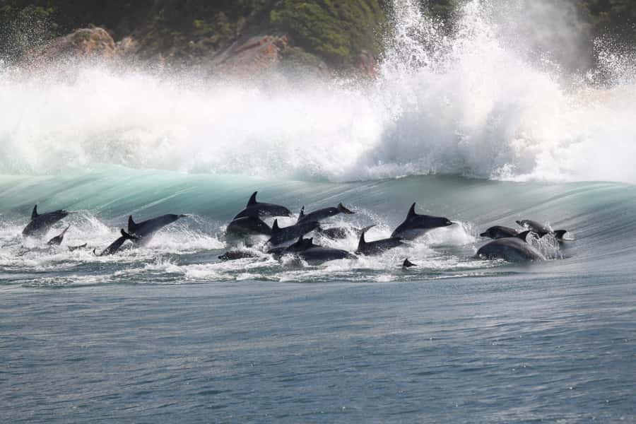 Plettenberg Bay: Dolphin and Marine Boat Tour - What the $46 price really buys you