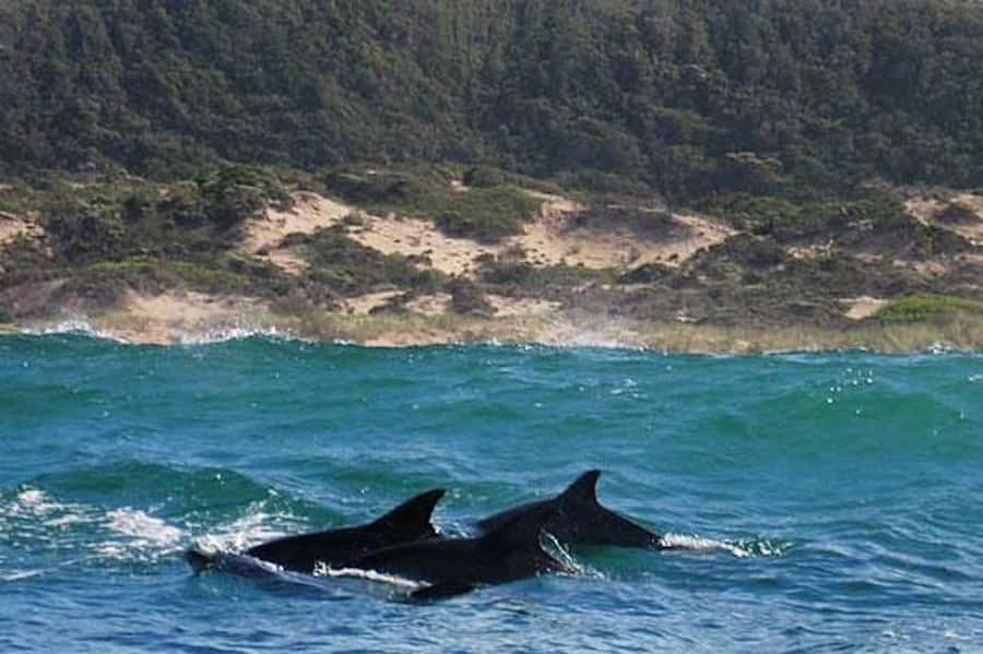 Plettenberg Bay: Dolphin and Marine Boat Tour - Who should book this boat trip