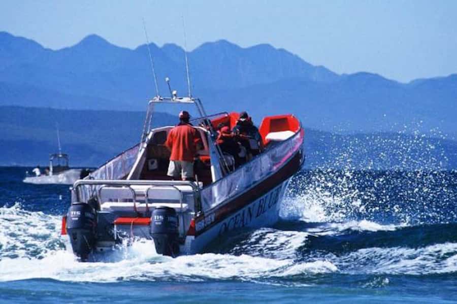 Plettenberg Bay: Dolphin and Marine Boat Tour - The surf launch adds real excitement