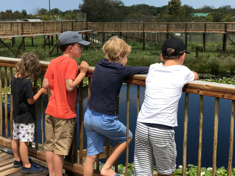 Plettenberg Bay: EcoKidz Family Wildlife Tour - Starting at the Meerkat Meander and owl area
