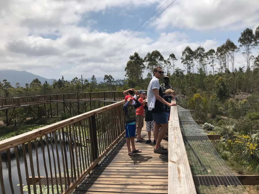 Plettenberg Bay: EcoKidz Family Wildlife Tour - Penguins preparing for release