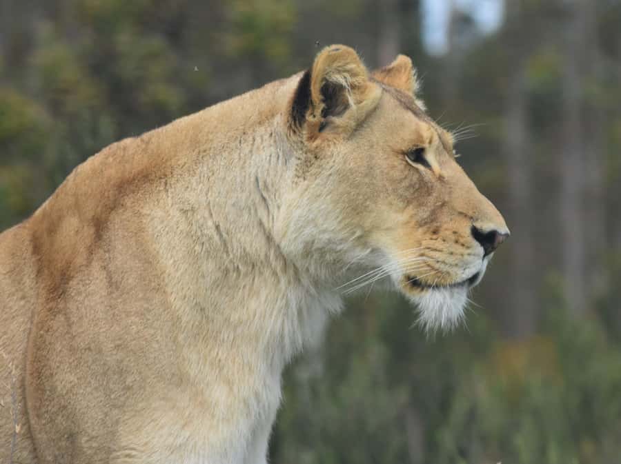 Plettenberg Bay: EcoKidz Family Wildlife Tour - Who should book the EcoKidz Family Wildlife Tour?