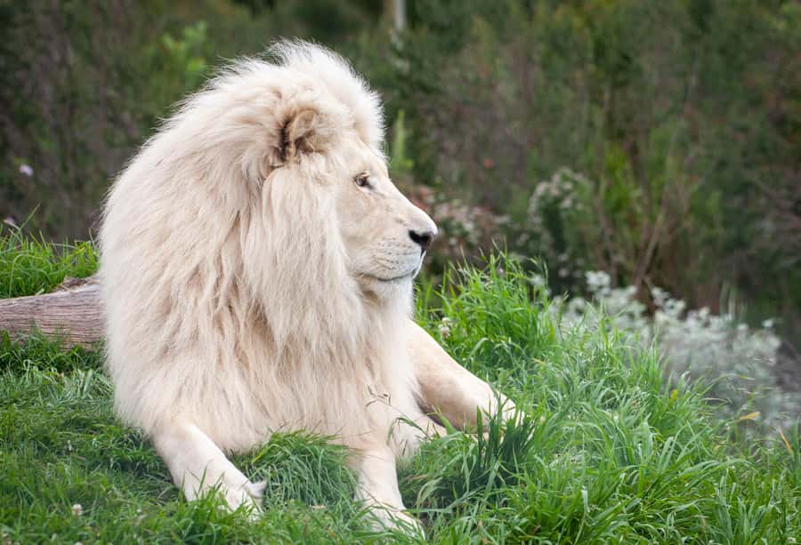 Plettenberg Bay: EcoKidz Family Wildlife Tour - Should you book it?