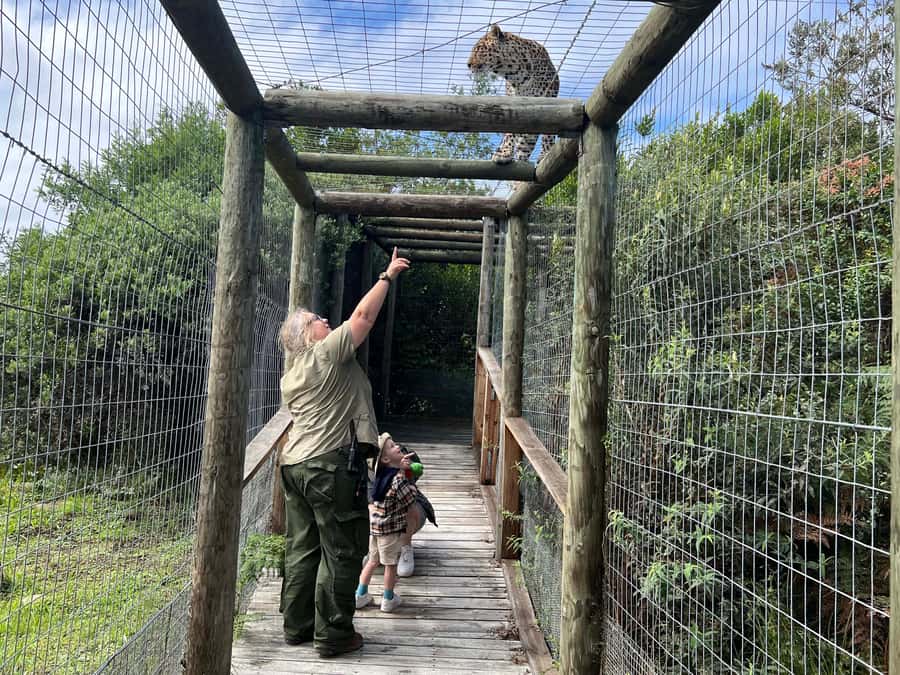 Plettenberg Bay: EcoKidz Family Wildlife Tour - Meeting cheetahs, leopards, lions, and smaller wild cats