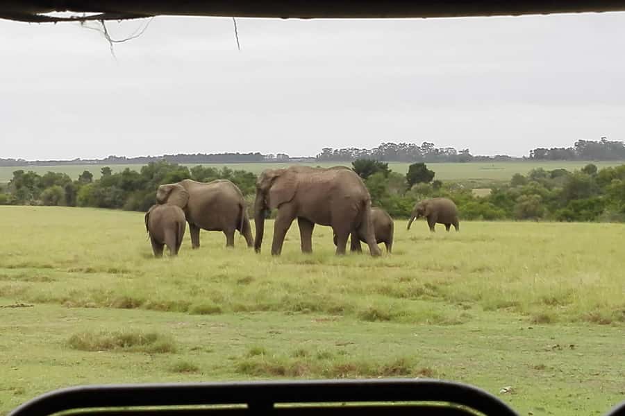 Plettenberg Bay Game Reserve: 2-Hour Game Drive - The first part of the drive: finding the reserve’s rhythm