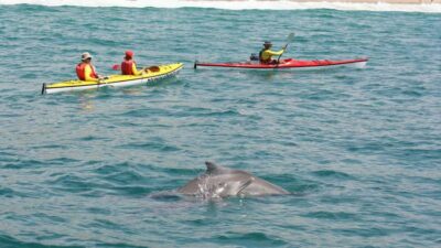 Guided Sea Kayak Tour