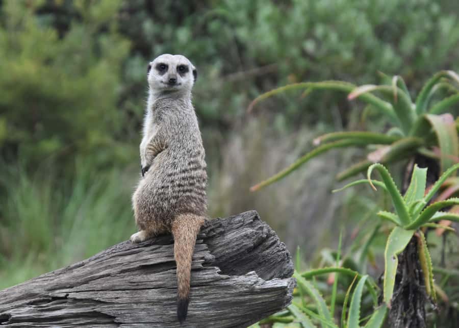 Plettenberg Bay: Private Guided Wildlife Photography Tour - Searching for a leopard in the walkway