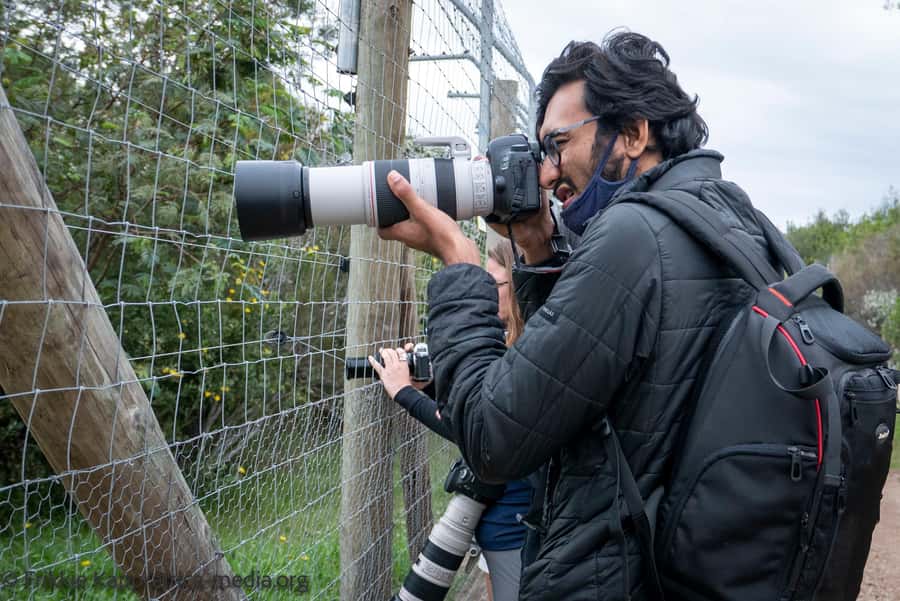 Plettenberg Bay: Private Guided Wildlife Photography Tour - Cheetahs and the pressure on wild populations