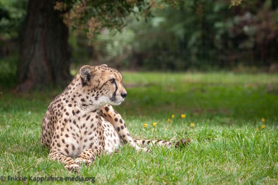 Plettenberg Bay: Private Guided Wildlife Photography Tour - Caracals, servals, and the white lion