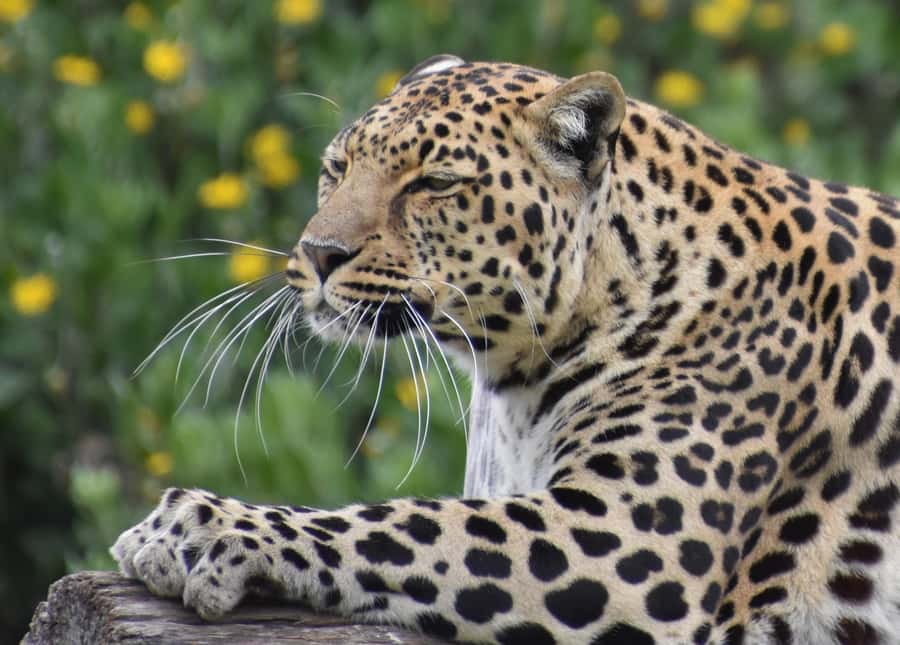 Plettenberg Bay: Private Guided Wildlife Photography Tour - A life-enrichment activity with clear boundaries