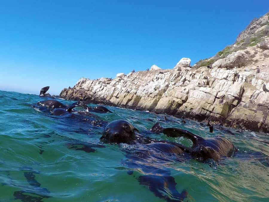 Plettenberg Bay: Seal Colony Viewing Excursion - Key points to know before you go