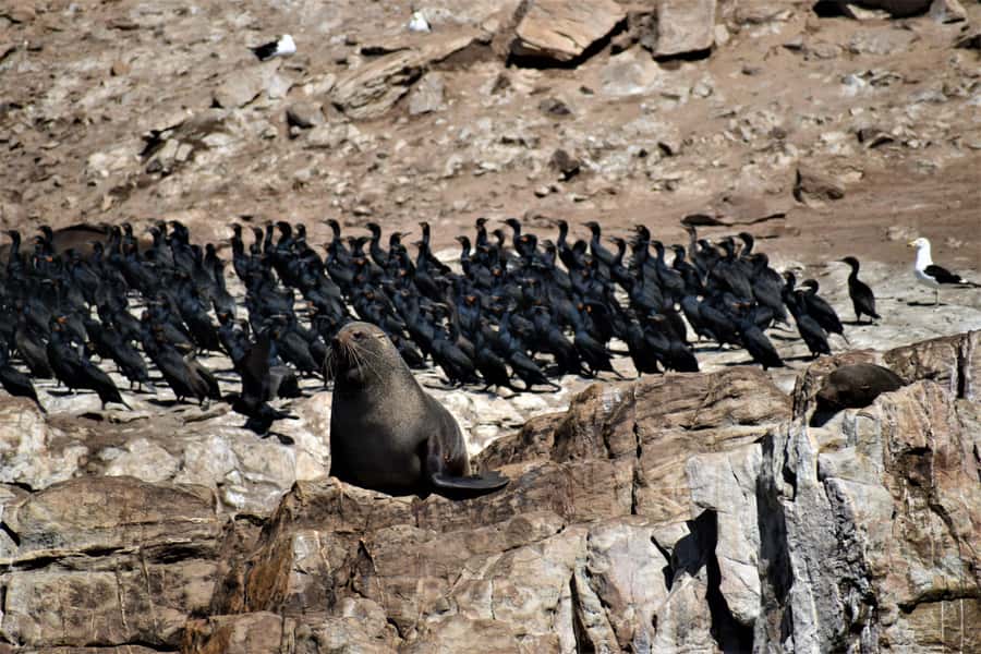 Plettenberg Bay: Seal Colony Viewing Excursion - Why the seal colony is the main event
