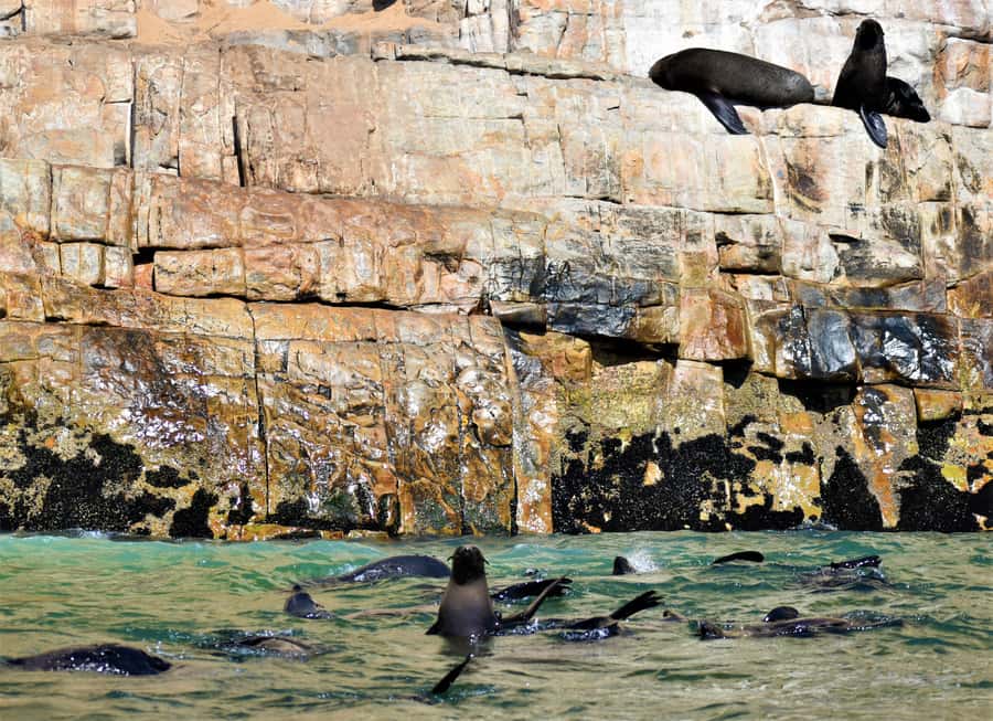 Plettenberg Bay: Seal Colony Viewing Excursion - What the included photos are worth