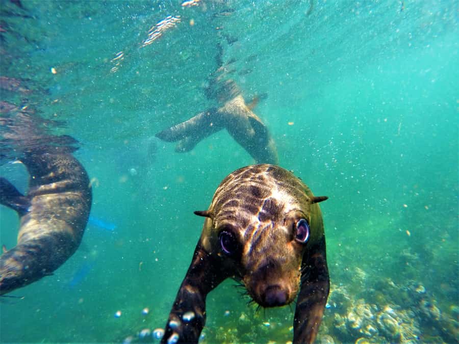 Plettenberg Bay: Seal Colony Viewing Excursion - Who will enjoy this trip most