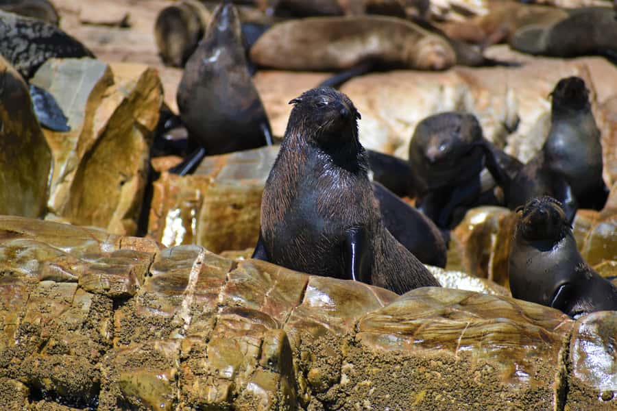 Plettenberg Bay: Seal Colony Viewing Excursion - Practical details that make the day easier