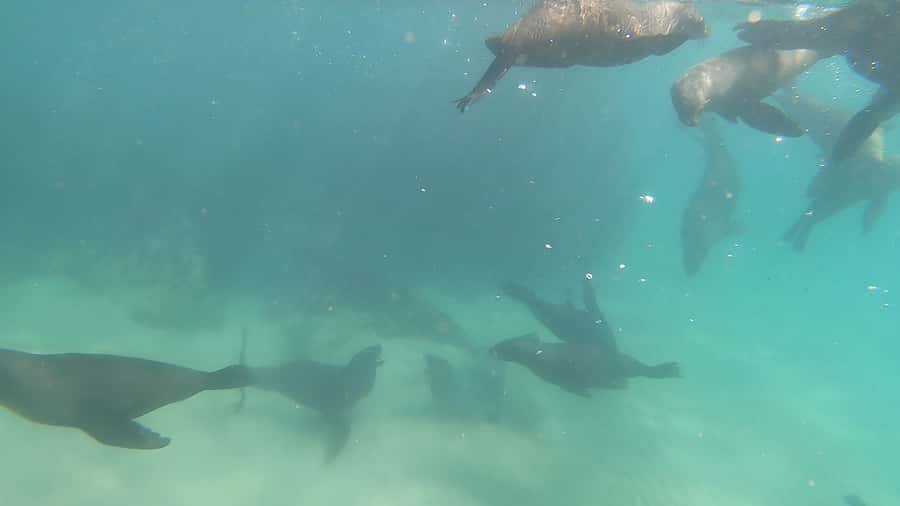 Plettenberg Bay: Seal Swimming Experience - From Hobie Beach to the Robberg seal colony
