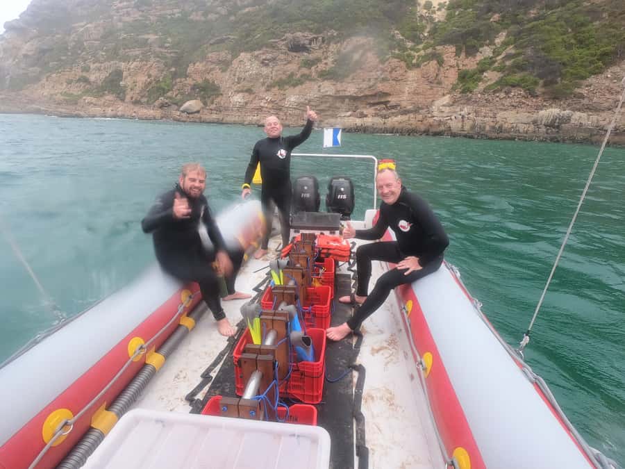 Plettenberg Bay: Seal Swimming Experience - Twenty-five minutes beside curious Cape fur seals
